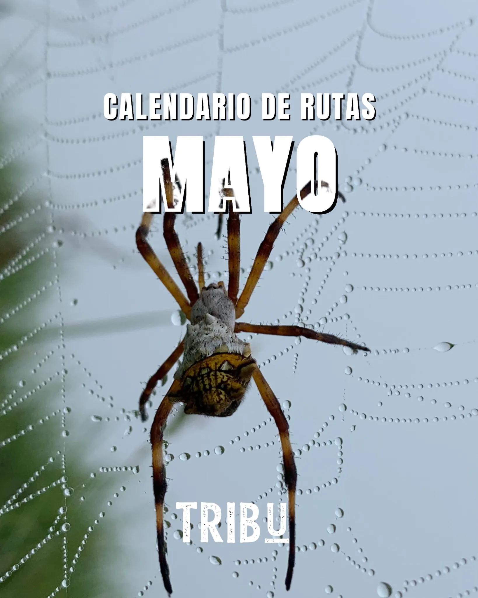 Calendario 1
